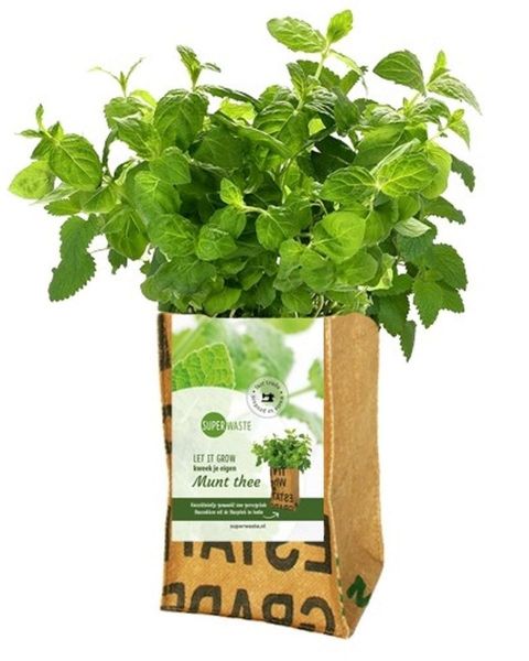 Let it grow - Minze Kräuter-Pflanze - Fairtrade Upcycling