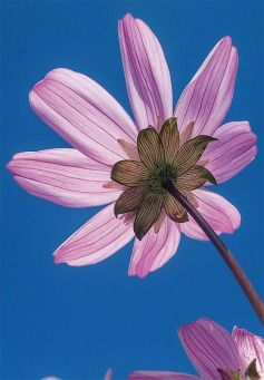 Grußkarte - rosa Blume