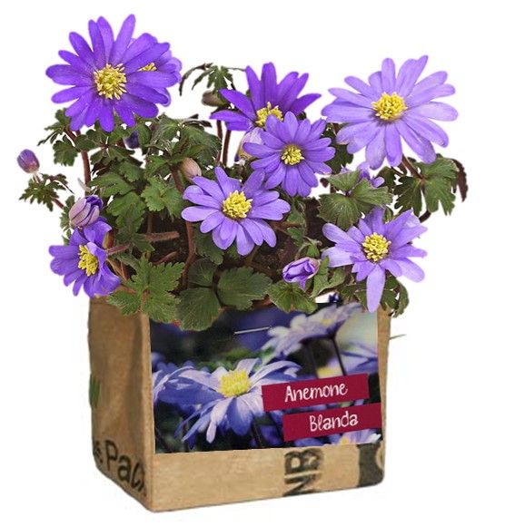 Let it grow mini Tüte Anemone - Fairtrade Upcycling